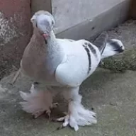 Resul İşnel