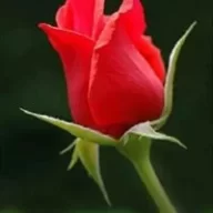Ferhat66