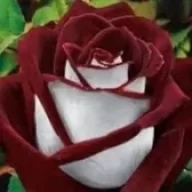 cihangir bilim